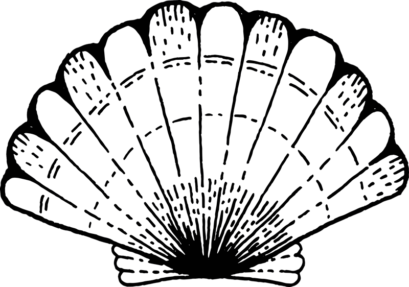 Kagyló állati vinilszőnyeg - TenStickers