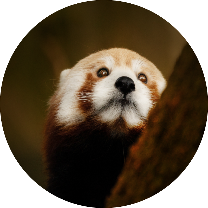 állat aranyos vörös panda állati szőnyeg - TenStickers