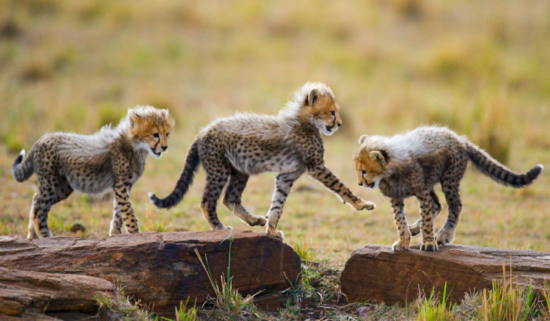 állat aranyos gepárd kölykök állati szőnyeg - TenStickers