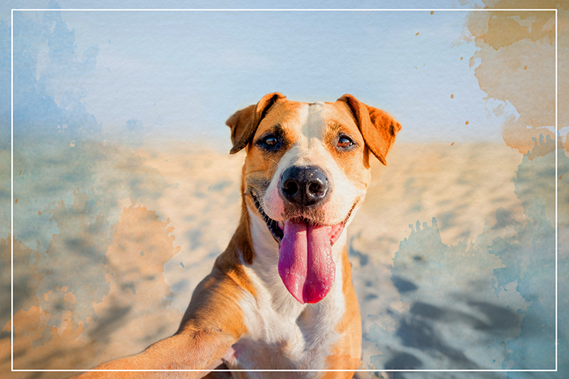 Mosolygós kutya portré vinil szőnyeg állat - TenStickers