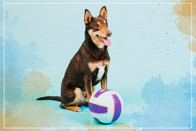 Játékos kutyatárs vinil szőnyeg állat - TenStickers