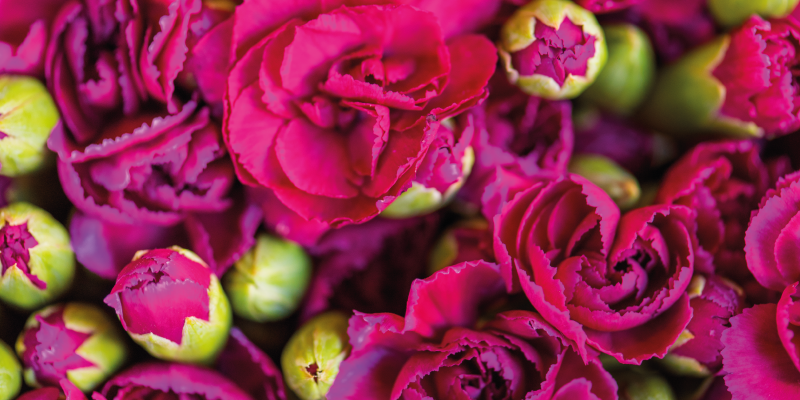 Vibráló virágzó kert vinil szőnyeg virágok és növények - TenStickers