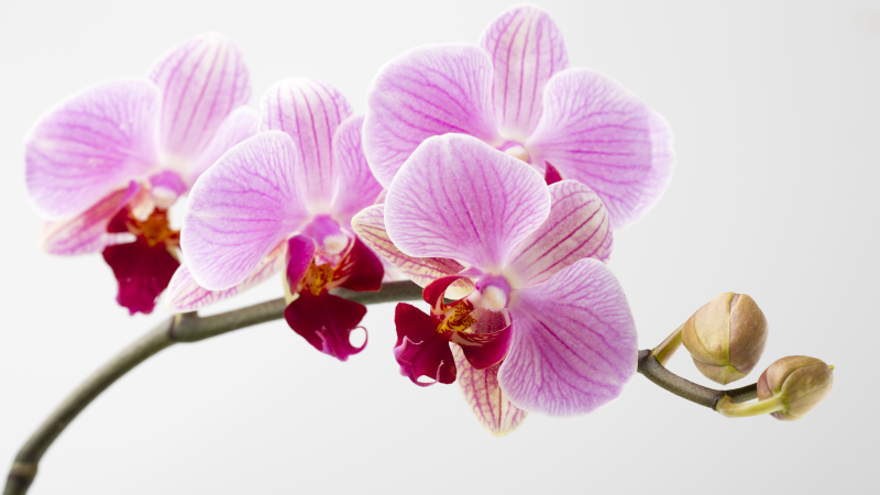 Rózsaszín orchidea minta vinil szőnyeg virágok és növények - TenStickers