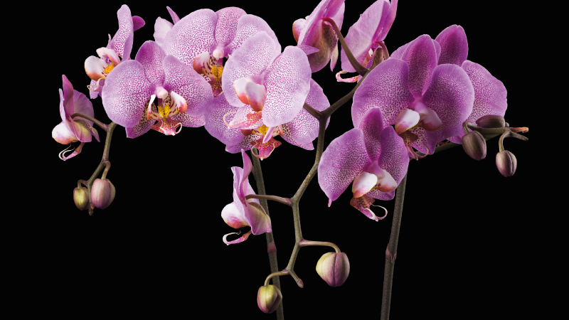 Orchidea fekete háttér virágos szőnyeg - TenStickers