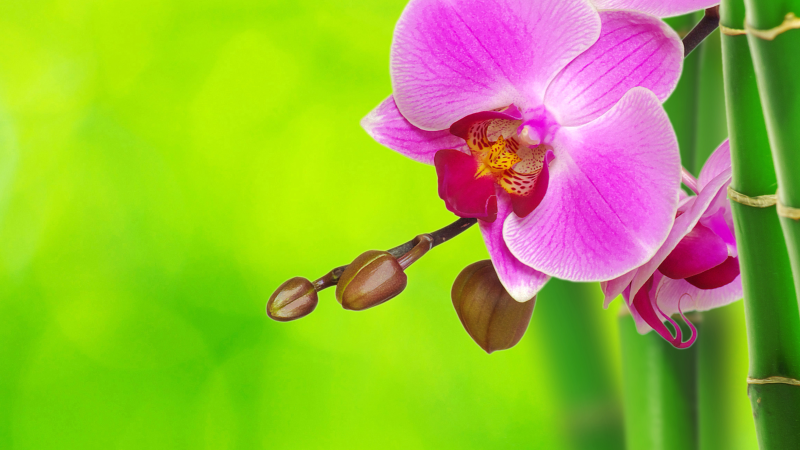 Orchidea és bambusz virágos vinil szőnyeg - TenStickers