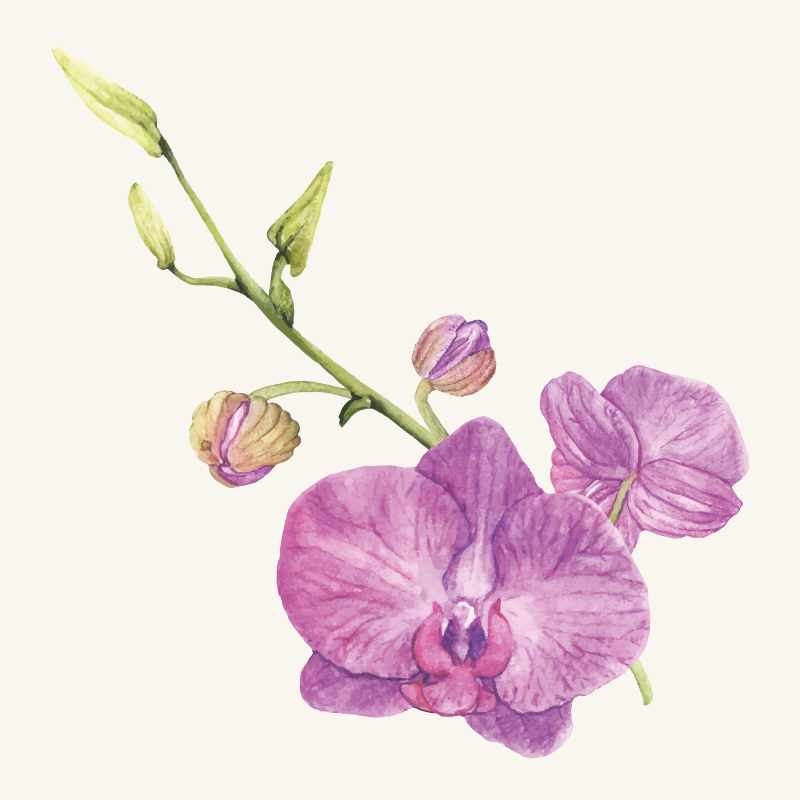 Illusztrált orchidea fehér háttér virágos szőnyeg - TenStickers