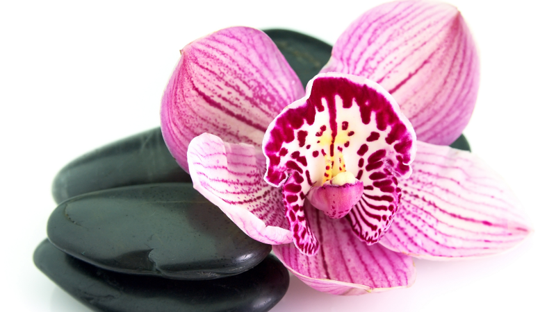 Orchidea és kövek vinil szőnyeg virágok és növények - TenStickers
