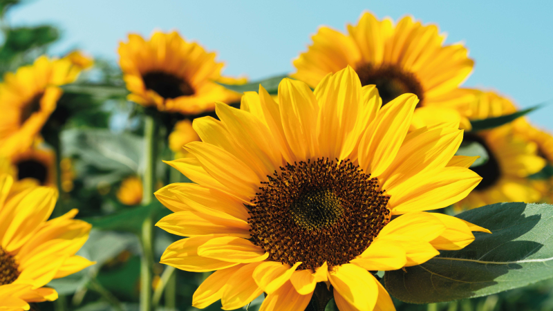 Egy napvirág közelről virágos vinil szőnyeg - TenStickers