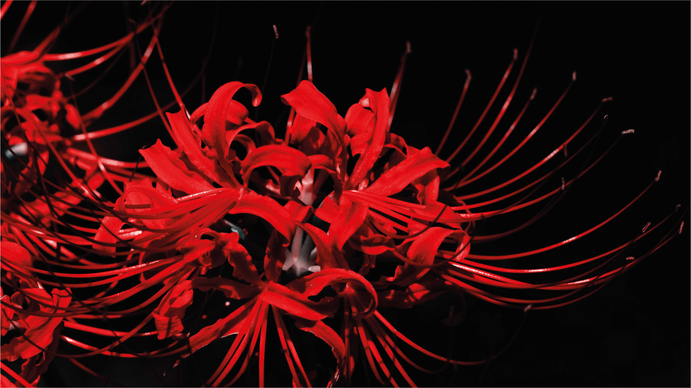 Piros pók virágok virágos szőnyeg - TenStickers