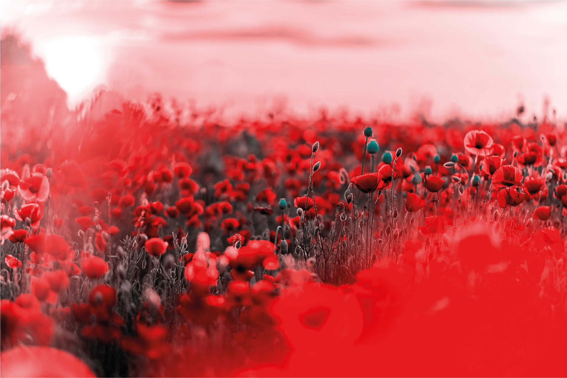 Homályos pipacs mezei virágszőnyeg - TenStickers