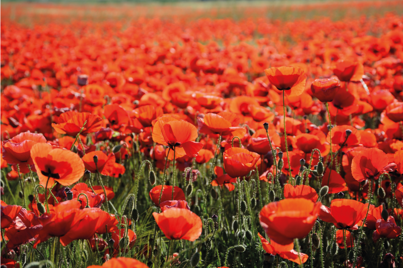 Mező pipacs virágok virágos szőnyeg - TenStickers