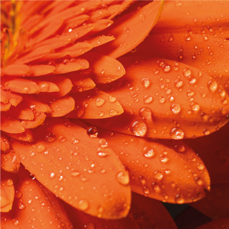 Narancssárga virág közeli virágos szőnyegben - TenStickers