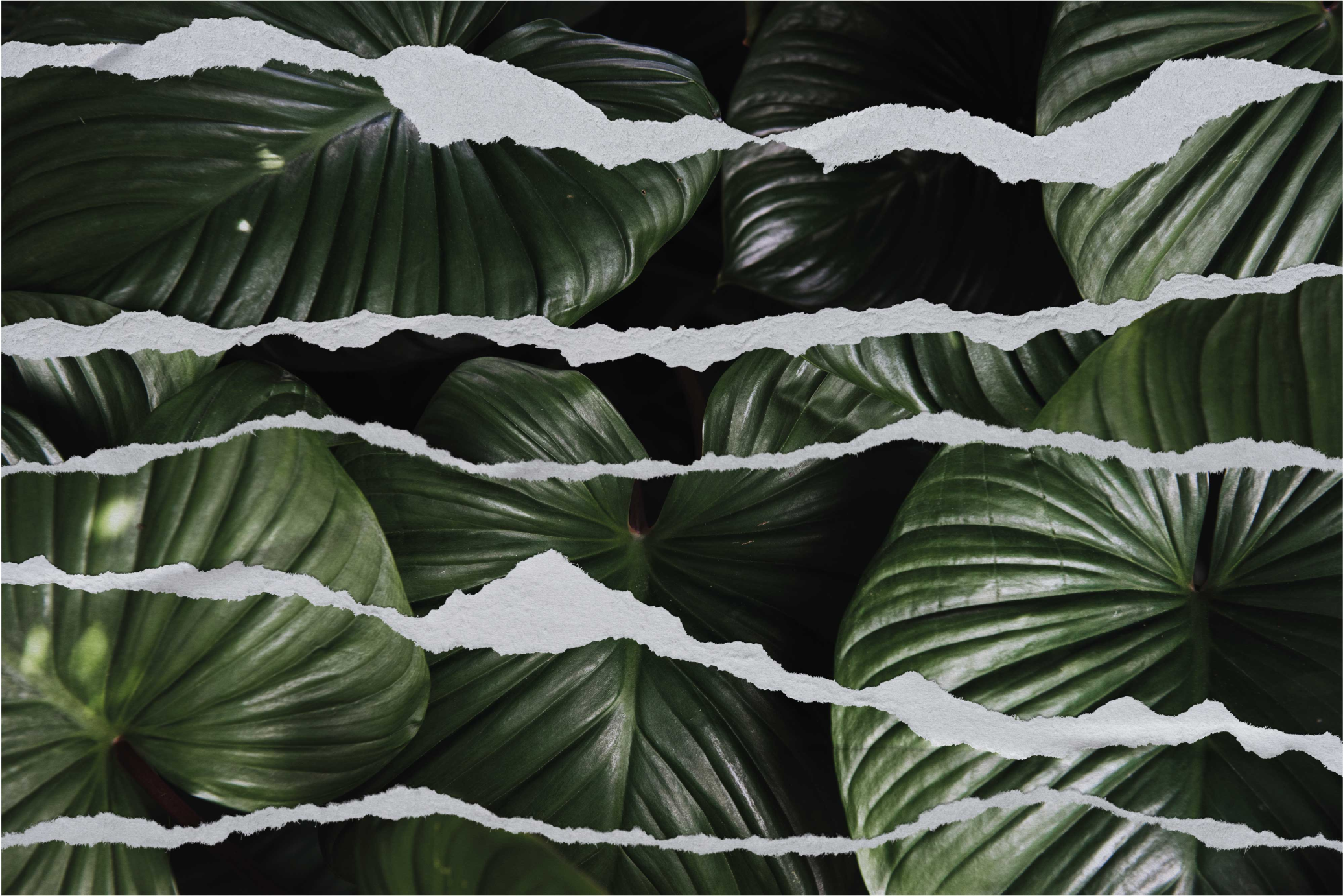 Szakadt levélminta vinil szőnyeg természet - TenStickers