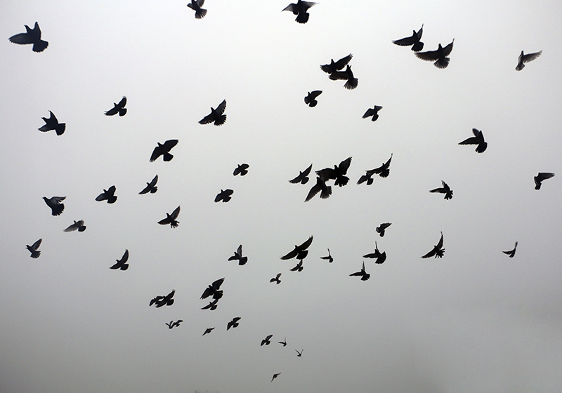 Repülő madarak mintája vinil szőnyeg mások - TenStickers