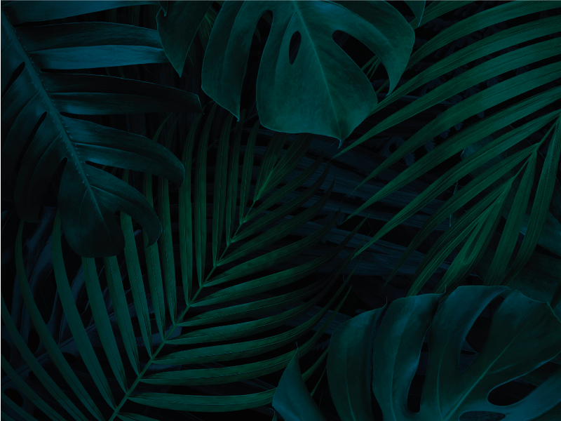 vinil szőnyeg virágok és növények trópusi lombozat - TenStickers