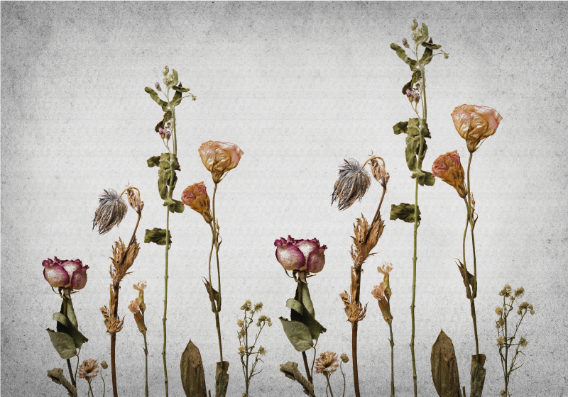 Botanikai képek vinil szőnyeg virágok és növények - TenStickers