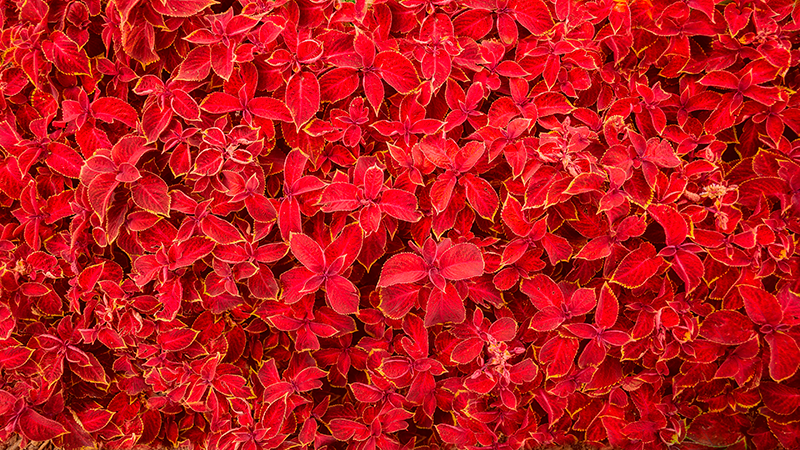 Szirom minta Vinil szőnyeg piros - TenStickers