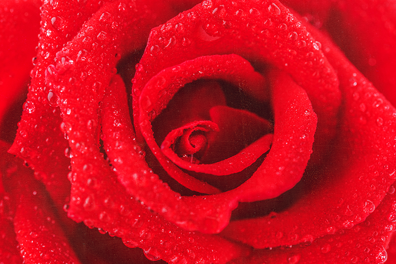 Rózsa virág Vinil szőnyeg piros - TenStickers