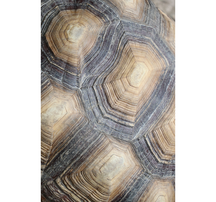 Turtle shell nappali tapéta - TenStickers