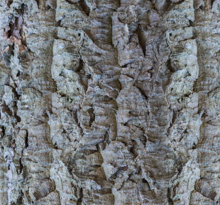 Kéreg textúra Tapéta faipari - TenStickers